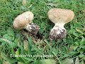 Scleroderma verrucosum-amf1768